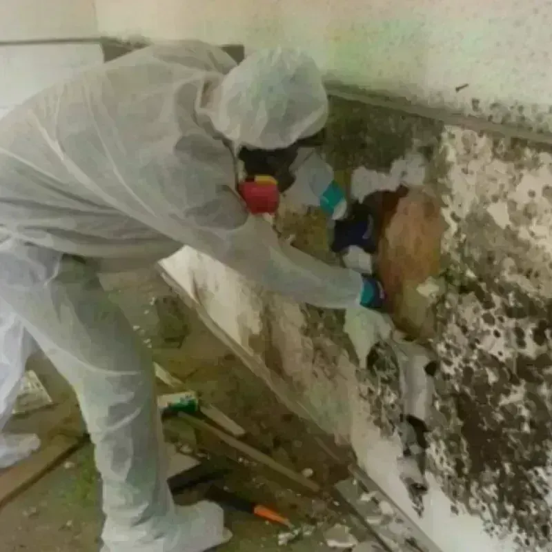 Mold Remediation and Removal in Lake County, IN